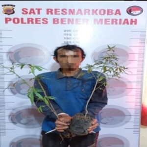 Tanam Ganja Dikebun Kopi, Pemuda Bener Meriah ini Dibekuk Polisi