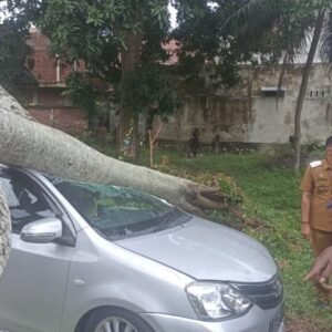 Naas, Tunggu Anak Keluar dari Sekolah, Mobilnya Tertimpa Pohon
