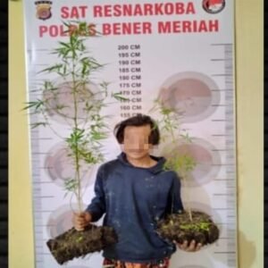 Tanam Ganja Dikebun, Pemuda ini Dibekuk Polisi
