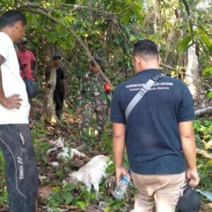 Diduga, Harimau Liar Mangsa Tiga Ekor Kambing