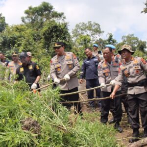 Kapolda Aceh Musnahkan 11 Hektar Ladang Ganja di Aceh Besar
