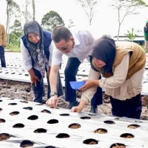 Penjabat Gubernur Tinjau Lahan Pertanian dan Peternakan di Makorem Teuku Umar