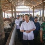 Penjabat Gubernur Aceh, Achmad Marzuki, didampingi Kadisnak Aceh Zalsufran, ST, M.Si, saat meninjau peternakan sapi Kelompok Tani Teuku Umar Farm, di Alue Peunyareng, Aceh Barat, Rabu (10/5/2023) lalu.