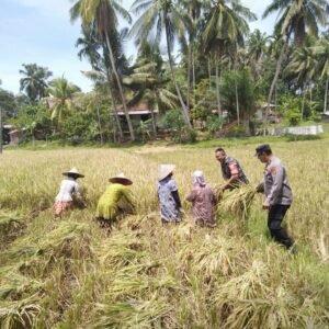 Kanit Binmas bersama Bhabinsa Bantu Petani Panen Padi