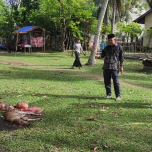 Sindikat Pencurian Ternak Mengamuk di Aceh Besar, Tiga Sapi Diracun OTK