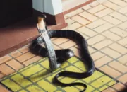 Seekor Ular Cobra Mati Digigit Seorang Bocah 8 Tahun