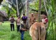 Kadistan Aceh Besar Minta Peternak Waspada PMK, Segera Laporkan