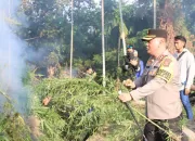 BNN Musnahkan Puluhan Ribu Batang Ganja di Sawang