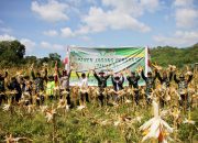 Sukses Panen Jagung, Koramil 23/Kuta Malaka Siap Berdayakan Petani Aceh