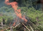 BNNP Aceh Bakar 7 Ribu Batang Ganja di Indrapuri