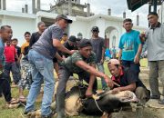 Gampong Lamjabat Sembelih 11 Lembu dan 5 Kambing Qurban