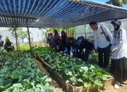 DPPKP Banda Aceh Pantau Kemajuan, KWT Lampulo Panen Sayur Perdana