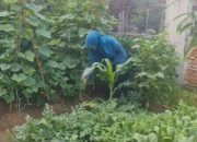 Camat Darul Kamal Ajak Warga Maksimalkan Lahan Sempit Jadi Produktif