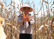 Kabid Humas Polda Aceh Panen Jagung Program Ketahanan Pangan