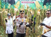 Wakapolda Aceh Panen Raya Jagung Tahap I secara Serentak di Pidie