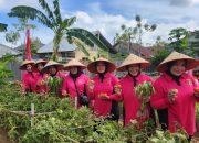 Kebun Sayur Gampong Deah Baro Jadi Pangan Lestari Bhayangkari