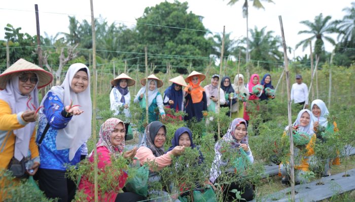 Ketua PKK Asahan Panen Hasil Pemanfaatan Lahan Taman Hayati 