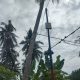 Duh… Ancam Keselamatan Warga! Kabel Listrik PLN Disambung ke Pohon Kelapa, Warga Bireuen Takut dan Terganggu
