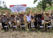 Wakapolda Aceh Panen Raya Jagung Serentak Kuartal II