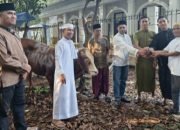 Timnas Sumbang Hewan Kurban Seekor Sapi Limosin