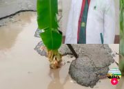 Viral! Jalan Aceh Utara Ditanami Pohon Pisang, Wakil Ketua DPRK : Sudah Masuk Dalam Pengajuan