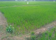 Petani di Aceh Timur Terancam Gagal Panen Akibat Pengerjaan Proyek Irigasi Sayap Kanan Lamban