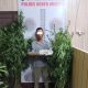 Tanam Ganja di Kebun Kopi, Warga Bener Meriah Ditangkap Polisi