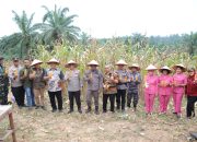 Bupati Asahan Ikuti Panen Raya Jagung Serentak 