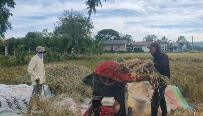 Harga Gabah Tembus Rp9.000, Petani Sumringah