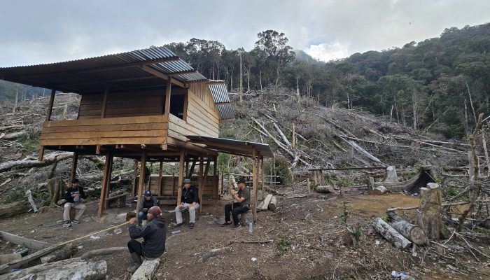 Polisi Bekuk Kepala Desa di Aceh Tengah, Tanam Ribuan Kopi di Hutan Lindung