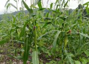 2 Hektar Jagung Untuk Ketahanan Pangan Gampong Alue Leukot Hampir Panen