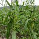 2 Hektar Jagung Untuk Ketahanan Pangan Gampong Alue Leukot Hampir Panen