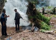 BNN-TNI Musnahkan 2 Hektare Ladang Ganja, Pangdam IM Ingatkan Warga Berani Lapor
