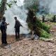BNN-TNI Musnahkan 2 Hektare Ladang Ganja, Pangdam IM Ingatkan Warga Berani Lapor