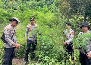 BH Ditangkap Saat Panen Ganja, 154 Kg Barang Bukti Diamankan Polisi