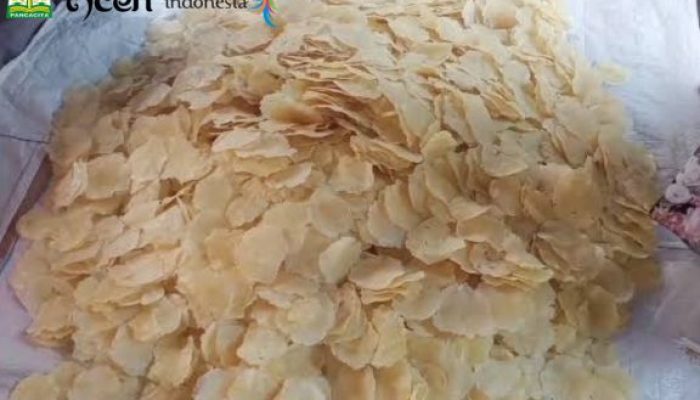 Kerupuk Mulieng: Cita Rasa Tradisional yang Mengakar dalam Kehidupan Orang Pidie