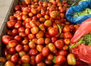 Harga Tomat di Lambaro Tembus Rp20 Ribu