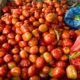 Harga Tomat di Lambaro Tembus Rp20 Ribu