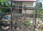 Miris! Rumah Bantuan di Aceh Utara Dijadikan Kandang Ayam
