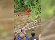 Seorang Ibu Rumah Tangga Diterkam Buaya Saat Cari Kerang Sungai di Simeulue