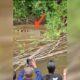 Seorang Ibu Rumah Tangga Diterkam Buaya Saat Cari Kerang Sungai di Simeulue