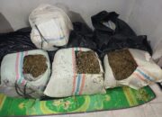 Selundupkan 50 Kg Ganja, Pria 58 Tahun Diciduk di Jalan Nasional