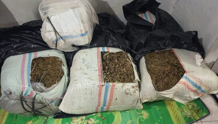 Selundupkan 50 Kg Ganja, Pria 58 Tahun Diciduk di Jalan Nasional