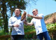 Bupati Bandung dan Waka BGN panen perdana program Gertaman