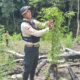 Kapolda Aceh Turun Langsung Musnahkan Ladang Ganja di Lampanah