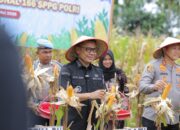 Wakil Bupati Pidie Bersama Kapolres Pidie Menghadiri Kegiatan Panen Raya Jagung