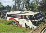 Bus AKAP Medan–Sigli Masuk Sawah di Bireuen, Sopir Banting Setir Hindari Adu Banteng