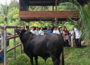 Pemko Banda Aceh Terima Sapi Qurban Presiden Prabowo, Bobot Capai Hampir 1 Ton