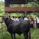 Pemko Banda Aceh Terima Sapi Qurban Presiden Prabowo, Bobot Capai Hampir 1 Ton