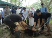 Pemkab Asahan Melaksanakan Penyembelihan 101 Hewan Qurban